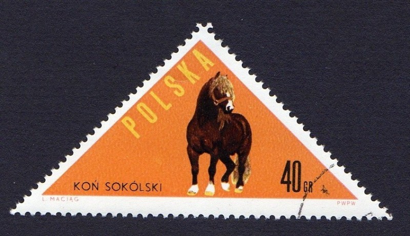 KON SOKÓLSKI