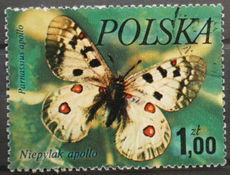 parnassius apollo