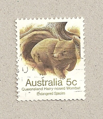 Wombat de Queensland