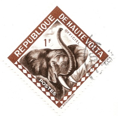 ALTO VOLGA - Elefante