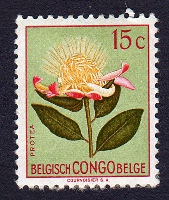 PROTEA