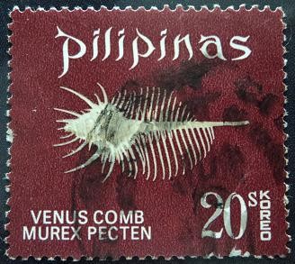 Pecten murex