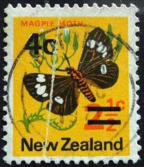 Magpie Moth / Abraxas grossulariata