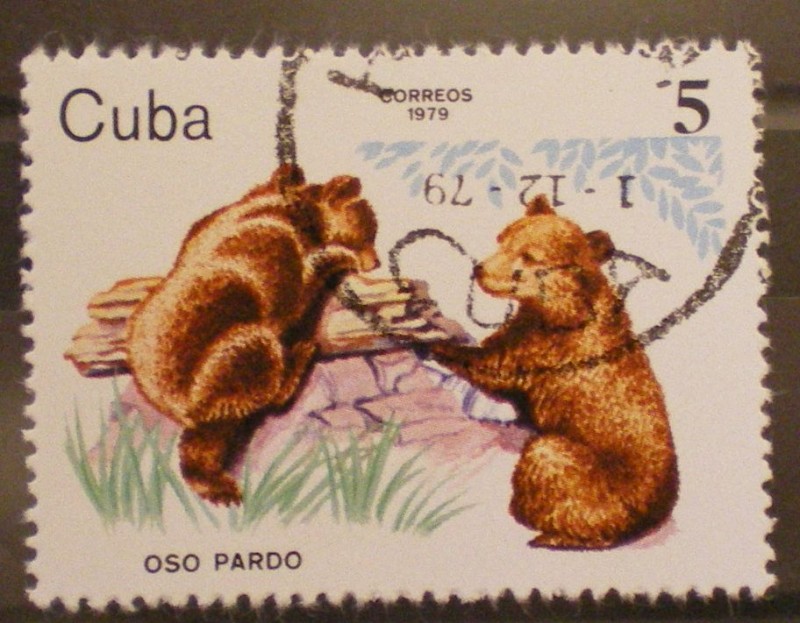 oso pardo