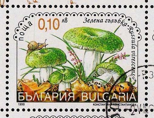 SETAS-HONGOS: 1.120.041,00-Russula Virescens