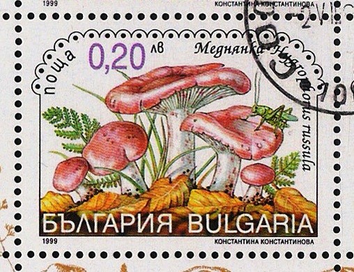 SETAS-HONGOS: 1.120.043,00-Hygrophorus russula