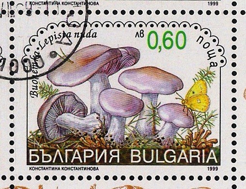 SETAS-HONGOS: 1.120.044,00-Lepista nuda