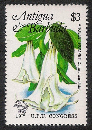 FLORES: 6.105.014,00-Datura candida