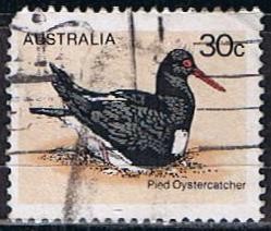 Scott  685  Pied Oystercatcher