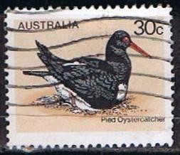 Scott  685  Pied Oystercatcher (3)