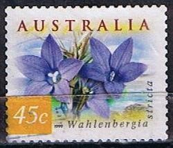 Wahlenbergia Stricta (4)