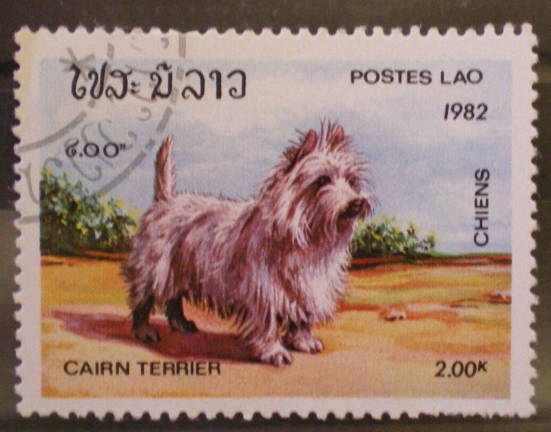 cairn terrier
