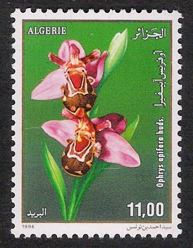 FLORES: 6.102.043,00-ORQUIDEA-Ophrys apifera huds
