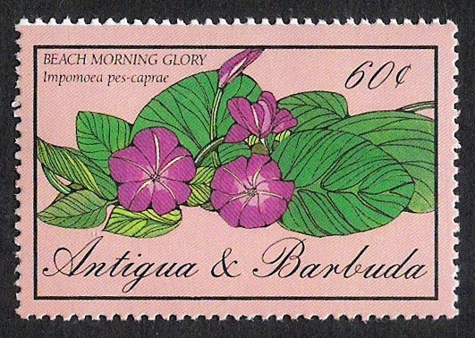 FLORES: 6.105.024,00-Impomoea pes-caprae