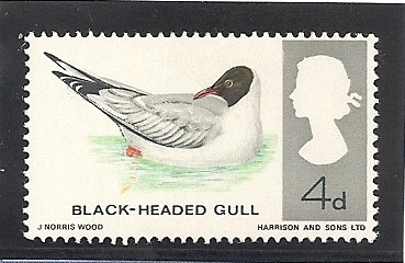 Pájaros.- Gaviota de cabeza negra