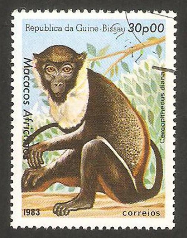 Macaco Africano