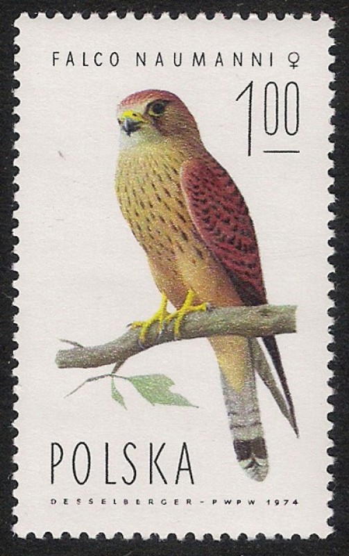 AVES: 2.211.002,00-Falco naumanni hembra