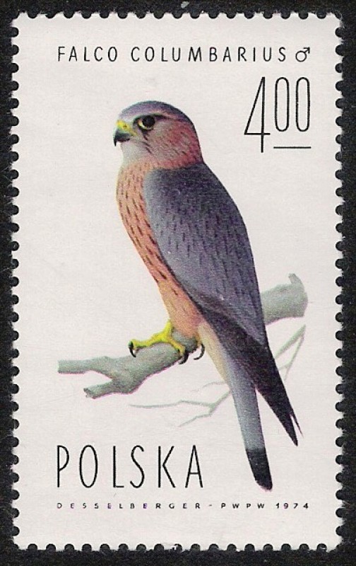 AVES: 2.211.007,00-Falco columbarius macho