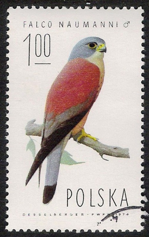 AVES: 2.211.001,01-Falco naumanni macho -Sc.2074