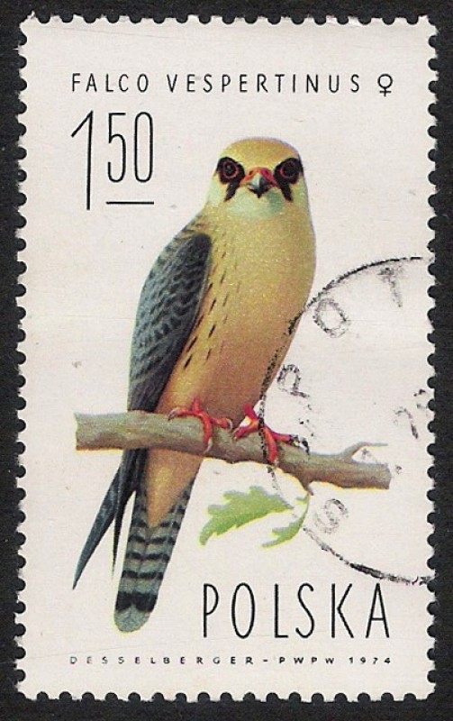 AVES: 2.211.003,01-Falco vespertinus macho -Sc.2076