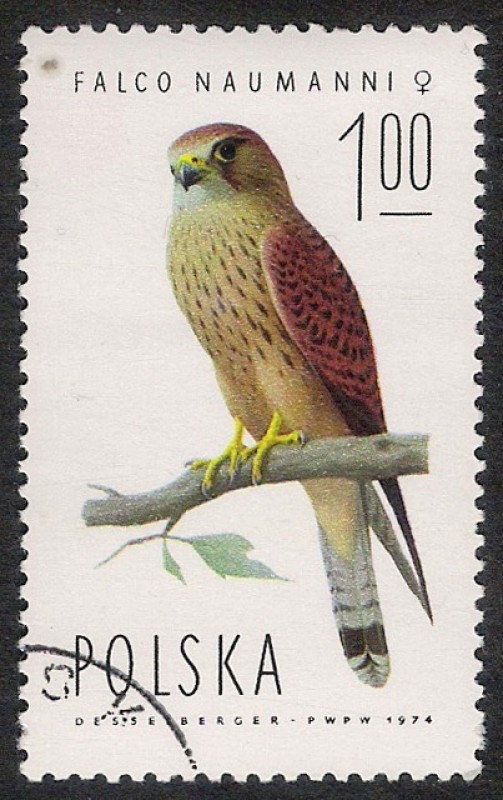 AVES: 2.211.002,02-Falco naumanni hembra -Sc.2075
