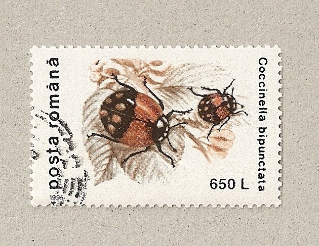 Coccinella bipunctata