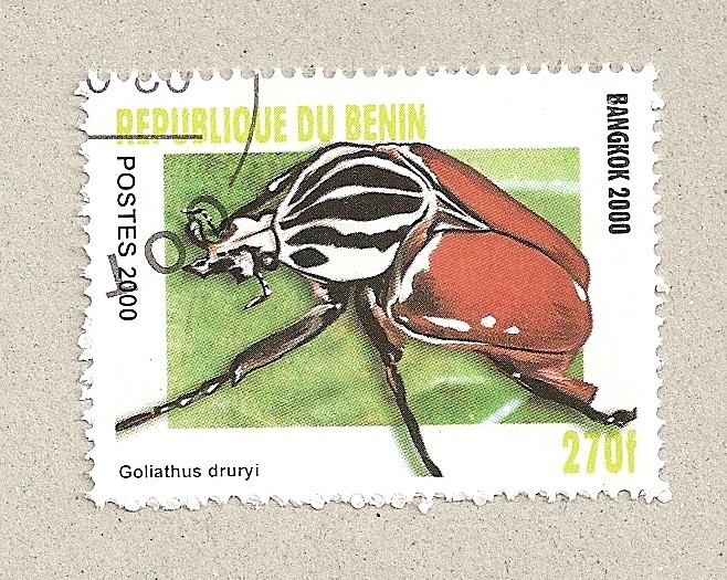 Golianthus druryi