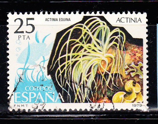 E2535 Actinia (276)