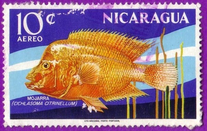 Mojarra