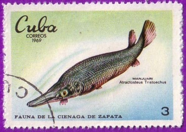 Fauna de la cienaga de Zapata