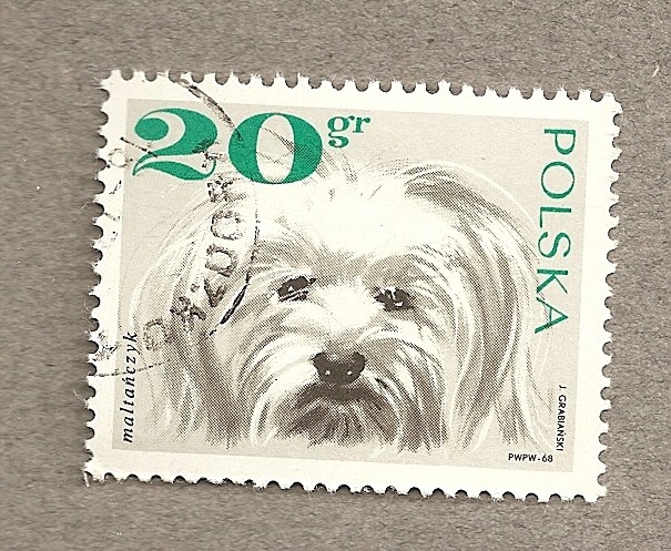 Perro raza maltanczyk