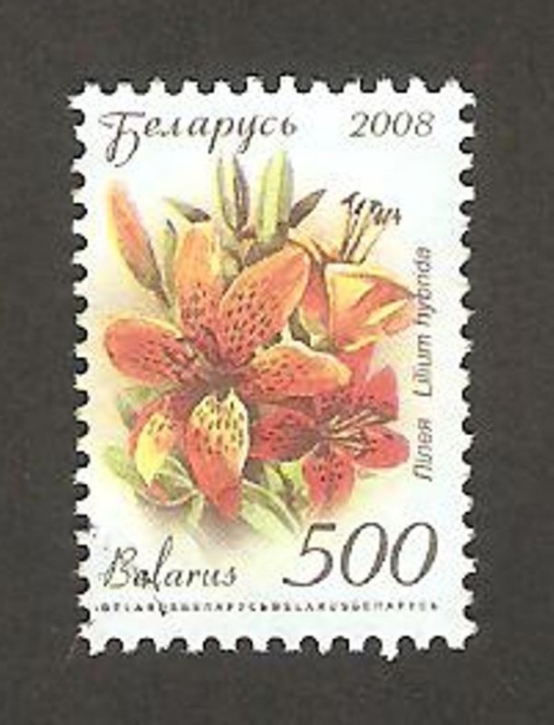 630 - lis, flor de jardín