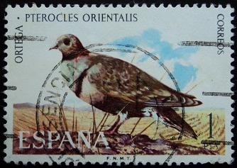 Ortega / Pterocles orientalis