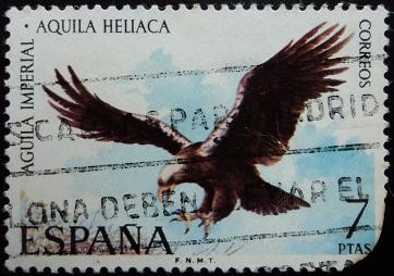 Aguila imperial / Aquila heliaca
