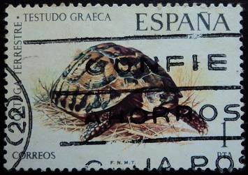 Tortuga terrestre / Testudo graeca