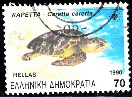 Tortuga. Caretta caretta