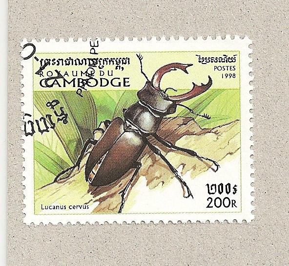 Lucanus cervus