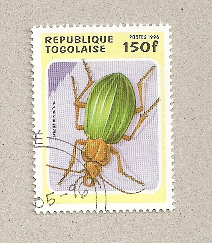 Carabus auronitens