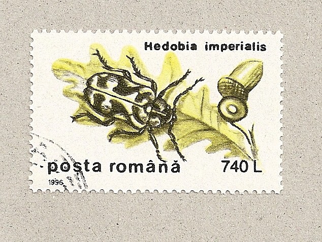 Hedobis imperialis