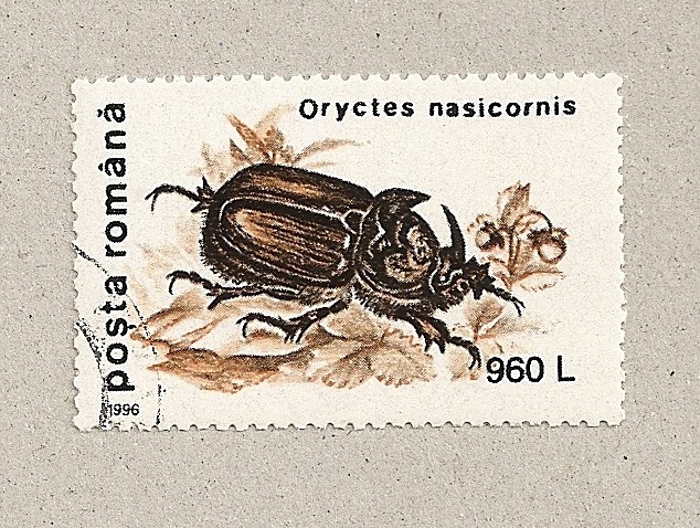 Oryctes nasicornis
