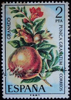 Granado / Punica granatum