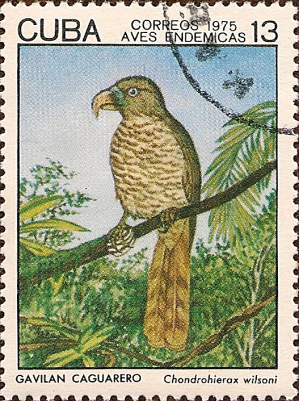 Aves Endémicas. Gavilán Caguarero, Chondrohierax wilsoni.