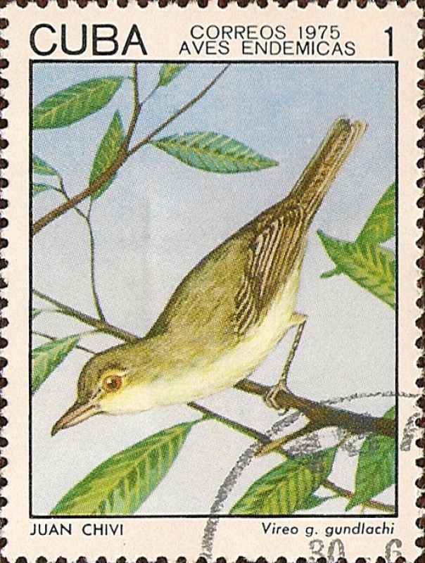 Aves Endémicas. Juan Chivi, Vireo gundlachi.