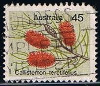Callistemon terelifolius