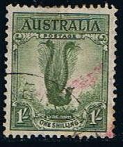Scott  141  Male Lyrebird