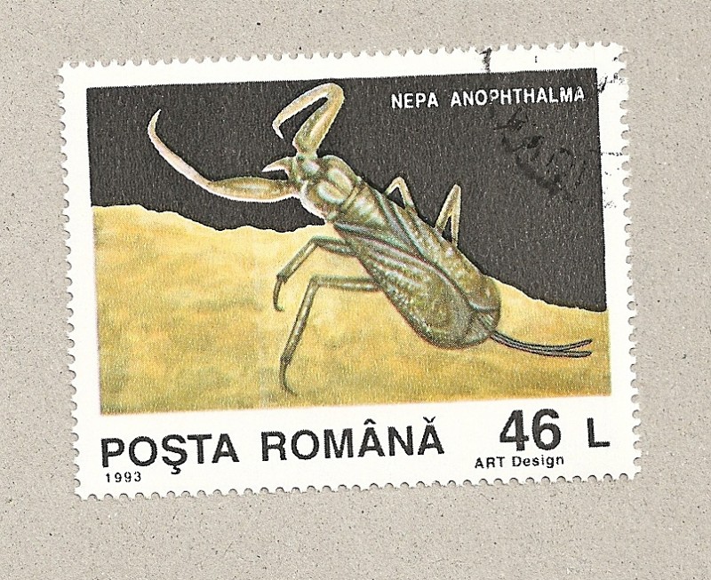 Nepa anophthalma