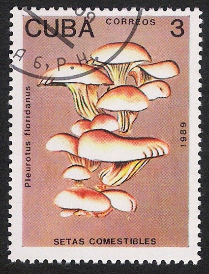 SETAS-HONGOS: 1.134.012,01-Pleurotus floridanus -Phil.48258-Dm.989.6-Y&T.2908-Mch.3258-Sc.3095