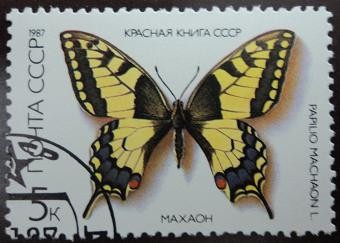 Papilio machaon