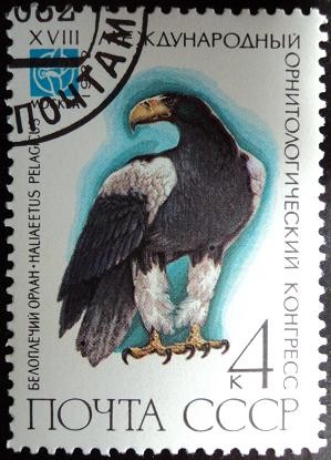 Aguila de Mar de Steller