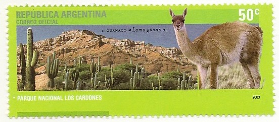 Guanaco (Los Cardones)